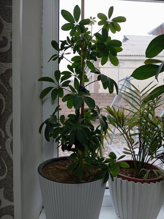 Продаётся цветы Шымкент