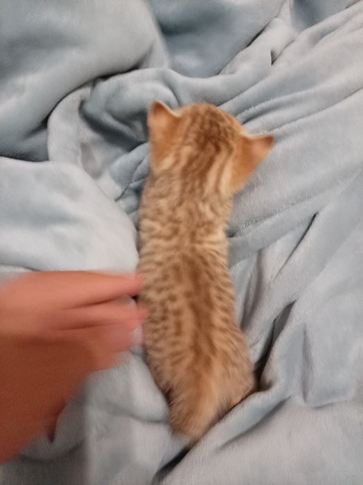 Продам котенок девочка Scottish Straight
Мама