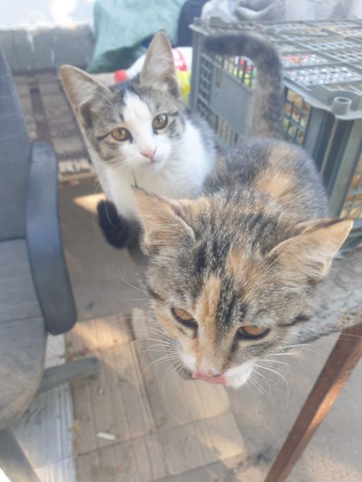 Мысык, кошка, Али кишкентай