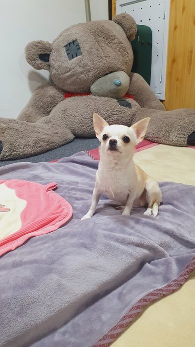 Чихуахуа продажа