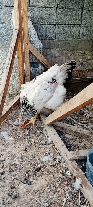 Brama zotli para sotiladi