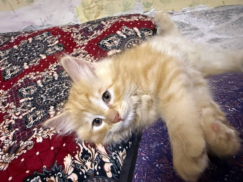 Продам котят в хорошый руки