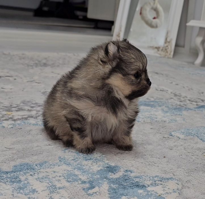 Pomeranian pentru casa noua