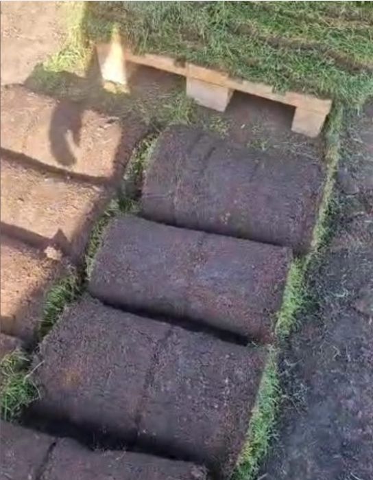 Газоны , рулонный газон выращенный