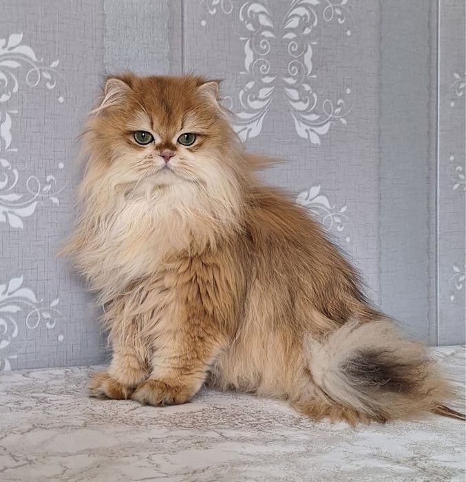 Золотая шиншилла