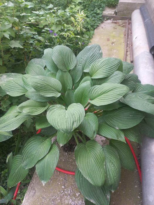 Срочно продам  хосты,папоротники