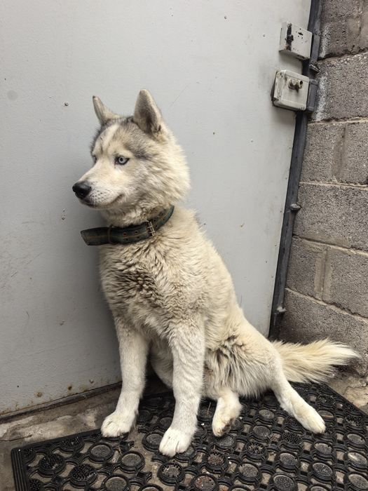 Молодой пёс Хаски ищет дом