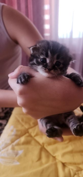 Продается котята