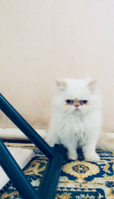 Парода экзот мальчик