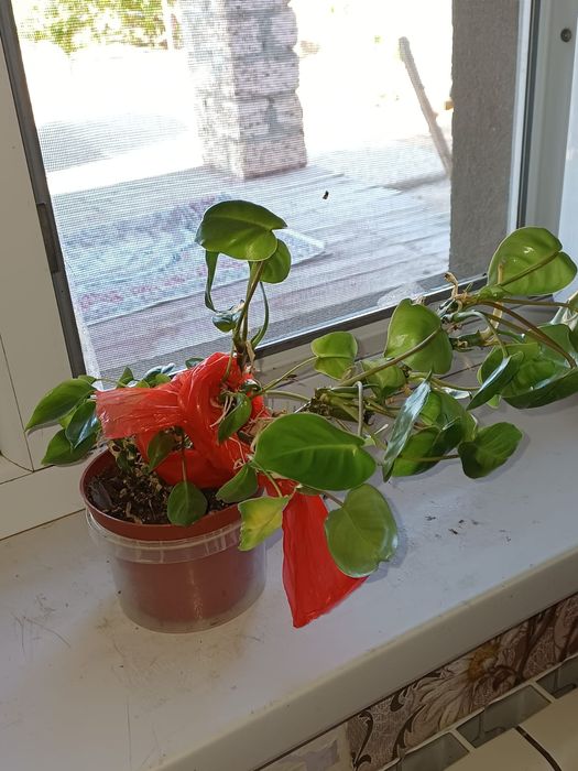 комнатные растения