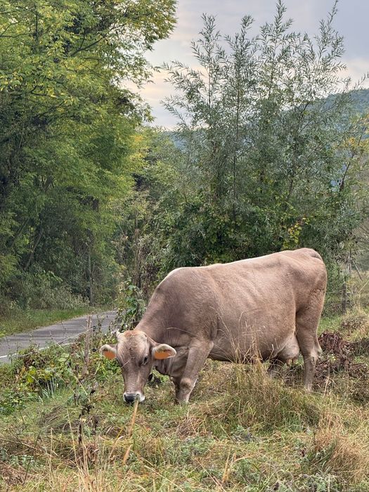 Vând vacă,sănătoasă si buna de lapte