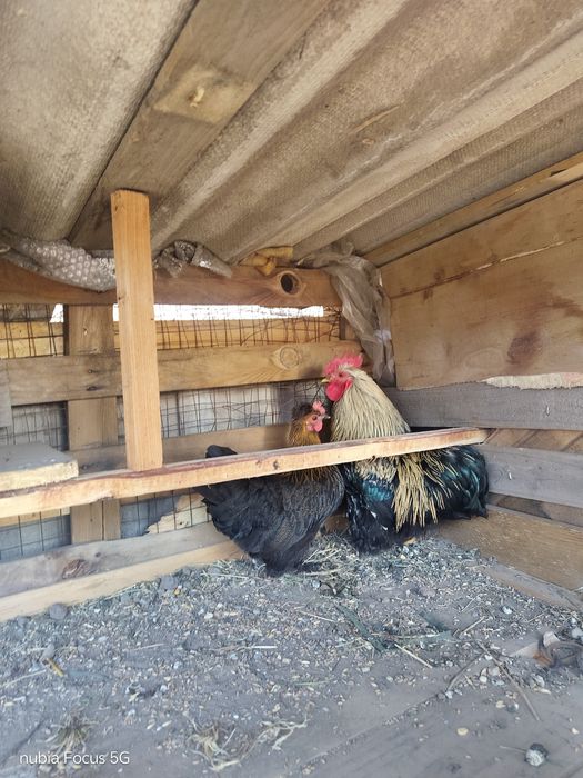 Продам парочку .