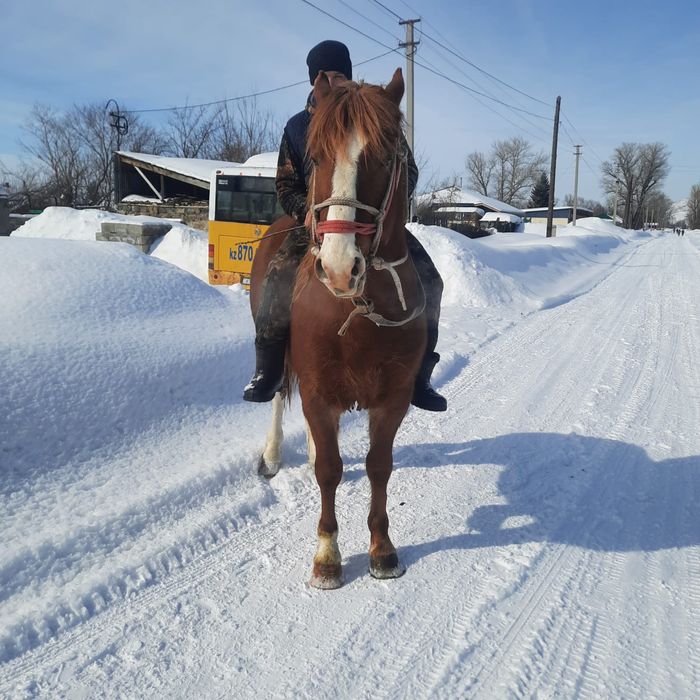 Продам хорошего жеребца!