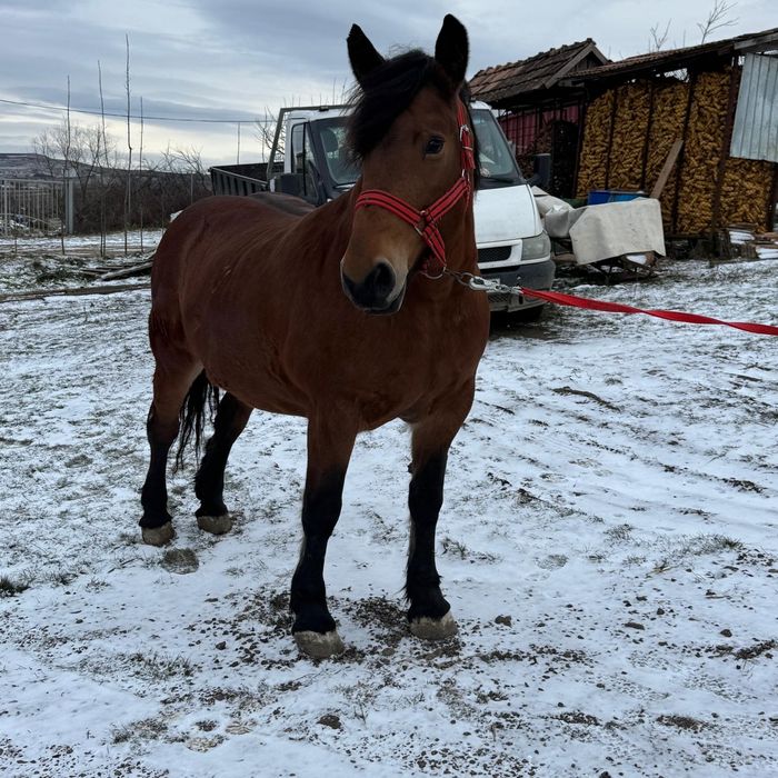 Iapa murga de vanzare