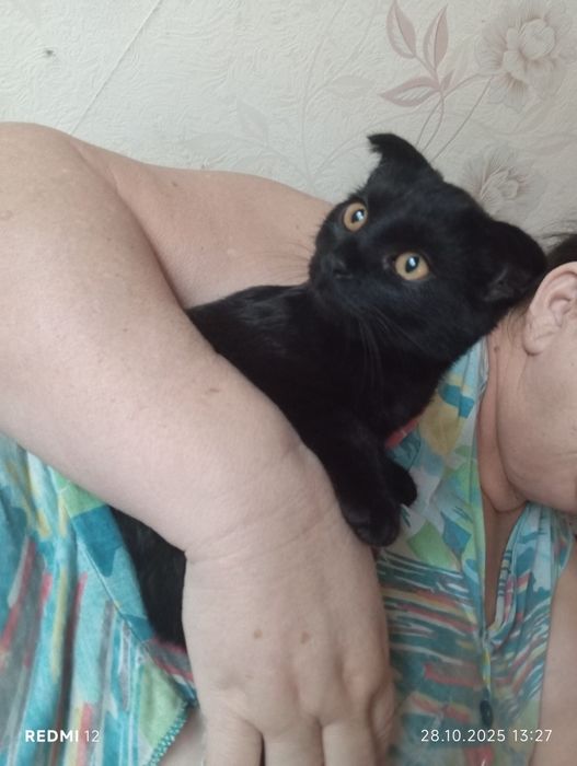 Продам котика 5 месяцев породистый вислоухий