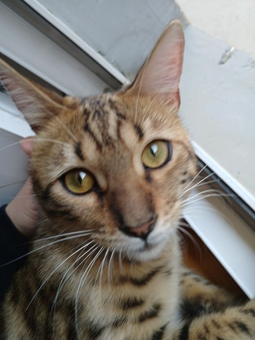 Кот тигровый  красивый