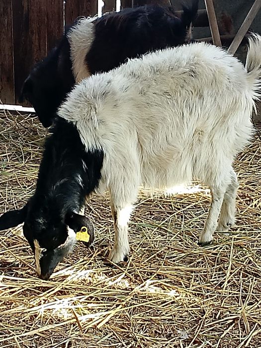 Теке жане буаз ешки