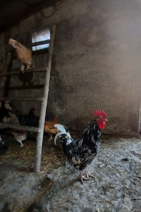 Продам петухов на племя.