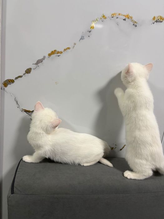 Кошечка с документами 3 мес