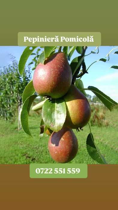 Pomii columnarii pe rod