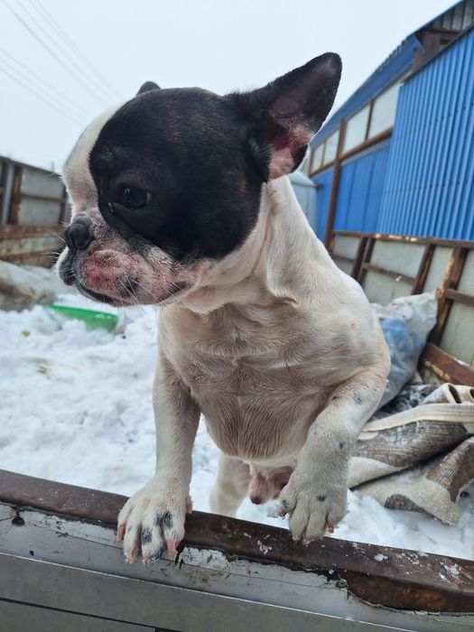 Французский бульдог