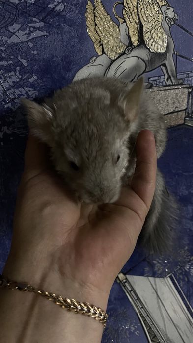 Шиншилла мальчик