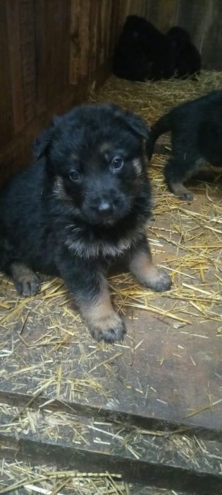 Щенки немецкой овчарки