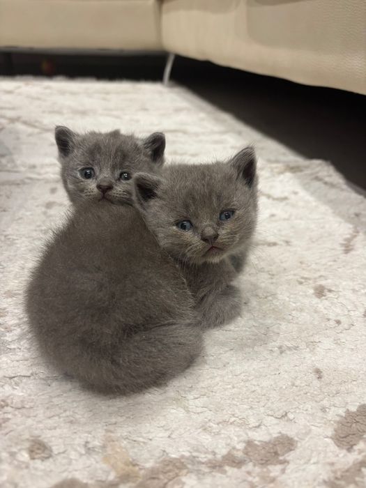 Британски котенца
