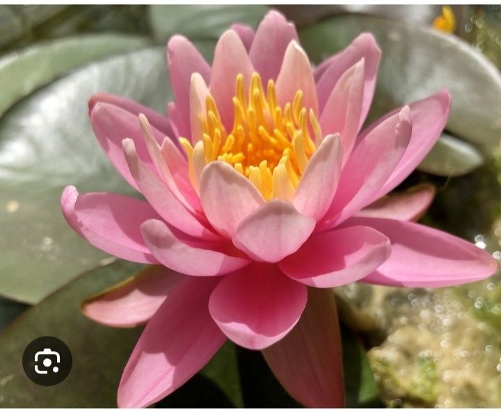 Семена Лотоса или водяной Лилии