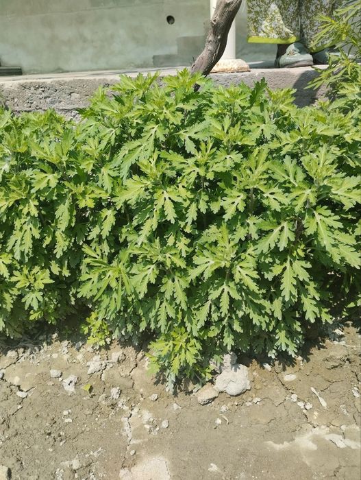 Xrizantema gul koʻchatlari