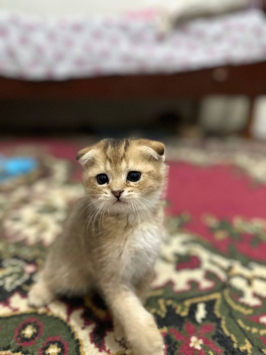 Продается котенок 2- месячный мальчик