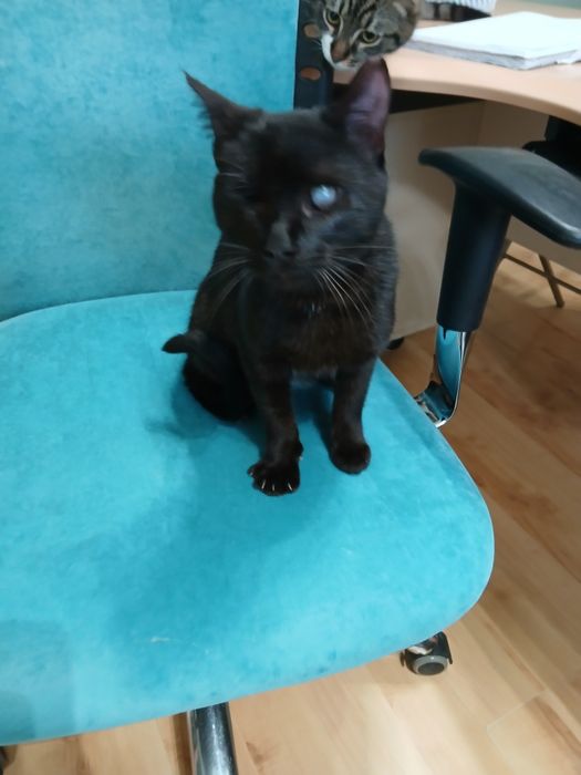 Черна пантерка търси дом