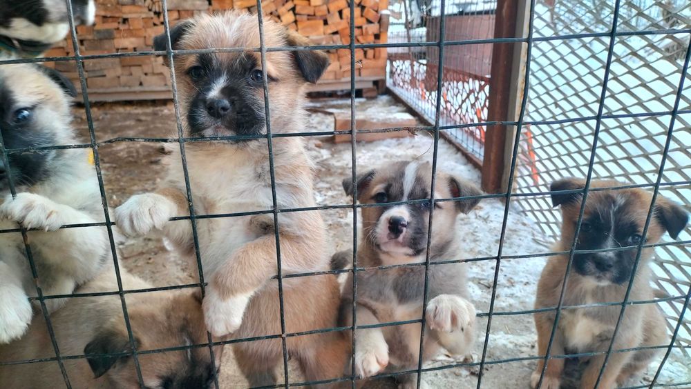 Щенята бесплатно