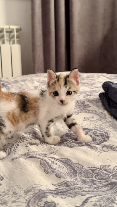Отдам котят бесплатно