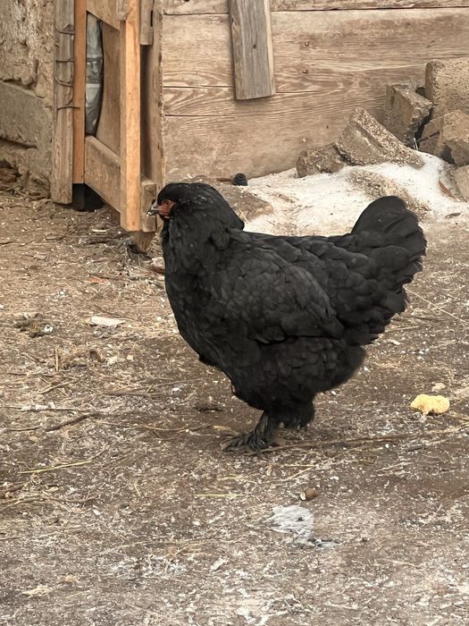 Қара брамалар сатылады