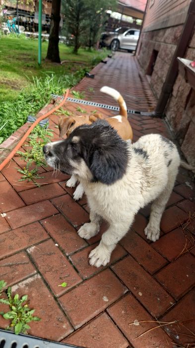 Нашёлся щенок Таугуль-3