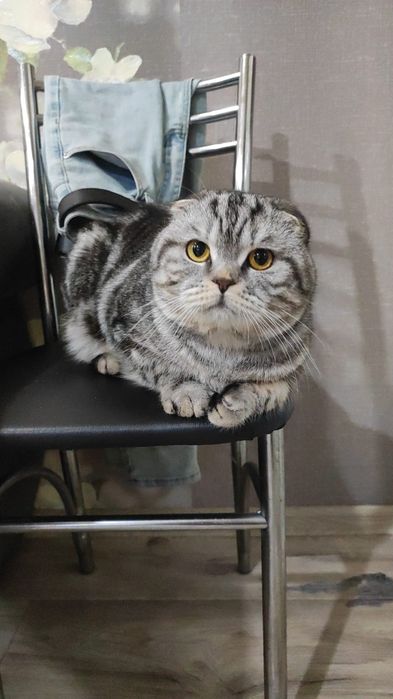 Продам котенка (девочка)