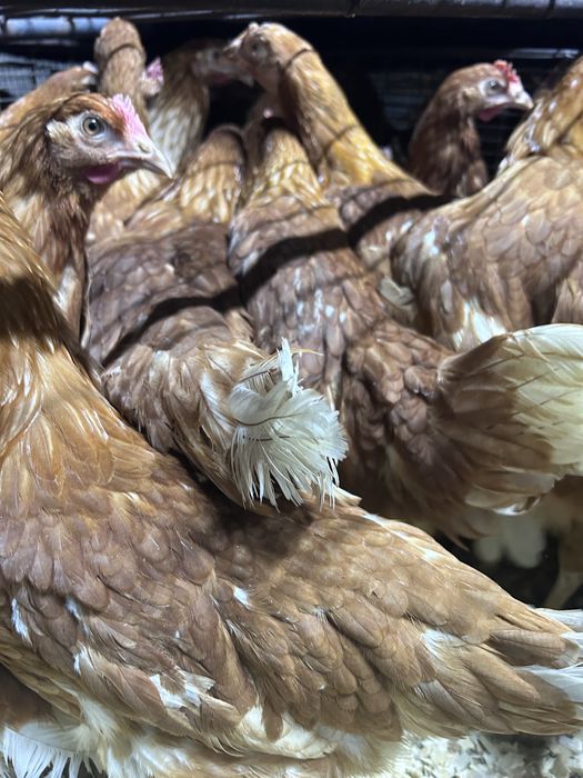 Куры Ломан Браун