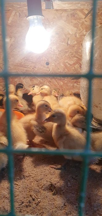 Продаются утята разного возроста
