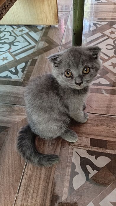 Котята Скоттиш фолдики , упитанные, ухоженные красавчики.