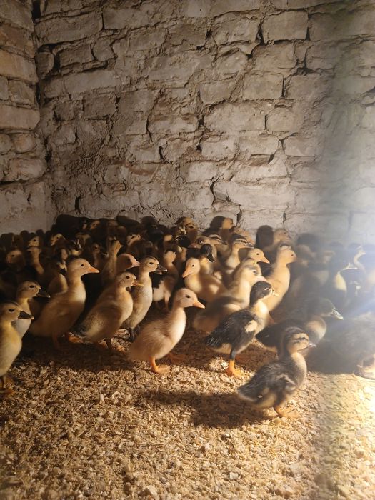 O'rdak jo'jalari sotiladi