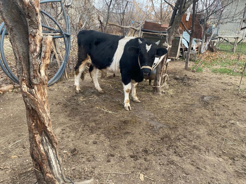 Тез арада сатылады