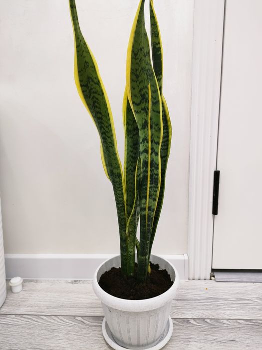 Домашние растения, доставка