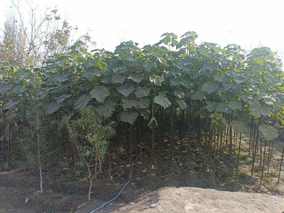 Павлония кочатлари бор