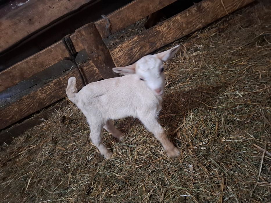 Vând iezi de crescut cu biberonul