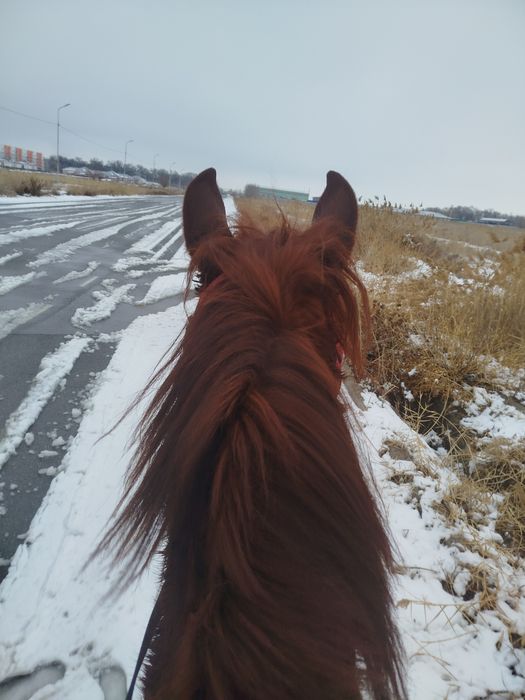 Жеребчик 4 года пишете в номер
