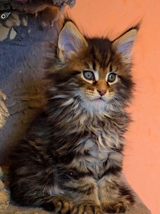 Уникални котенца мейн  куун