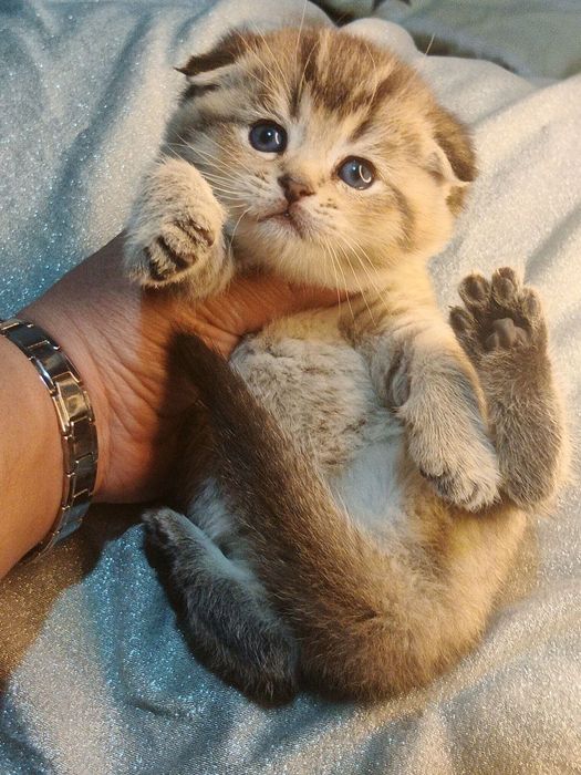 Продаётся золотистая шиншилла