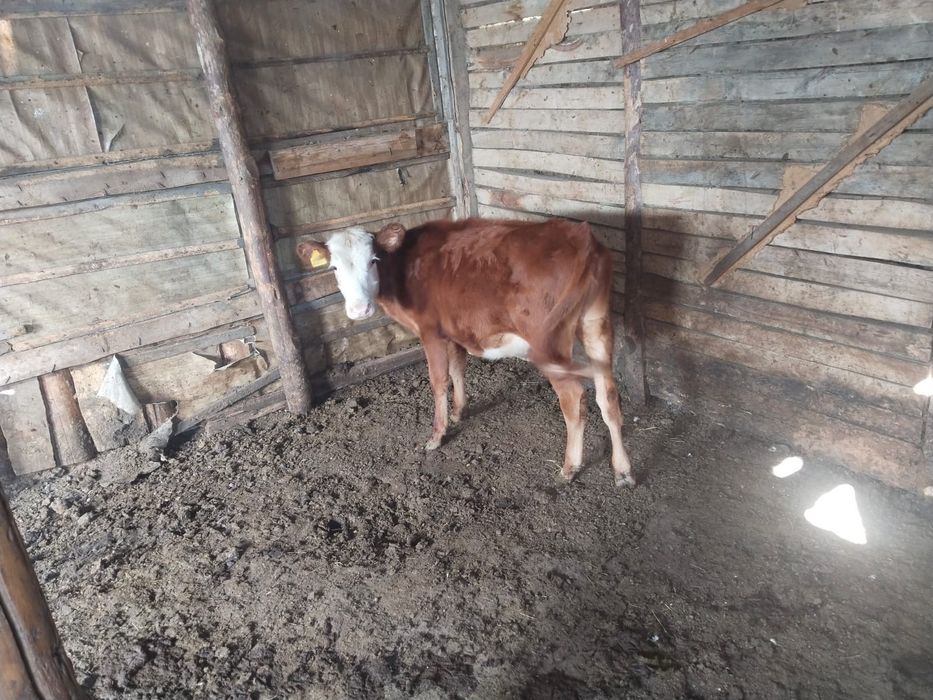 Продам телёнка и телочку