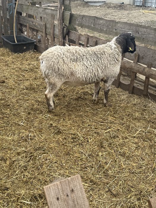 Vand sau schimb doi berbeci si o oaie Dorper